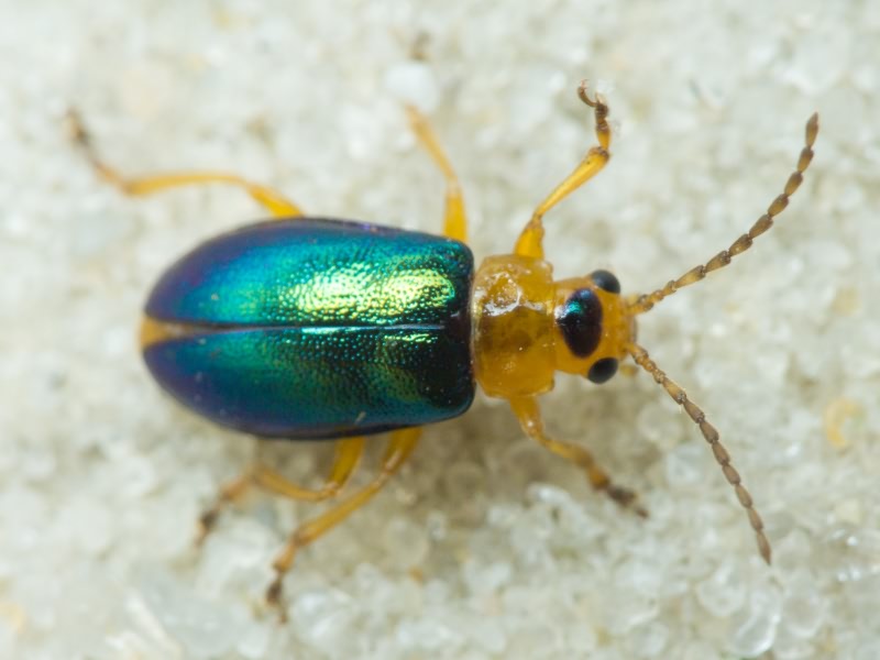 Chrysomelidae LatreiIle, 1802